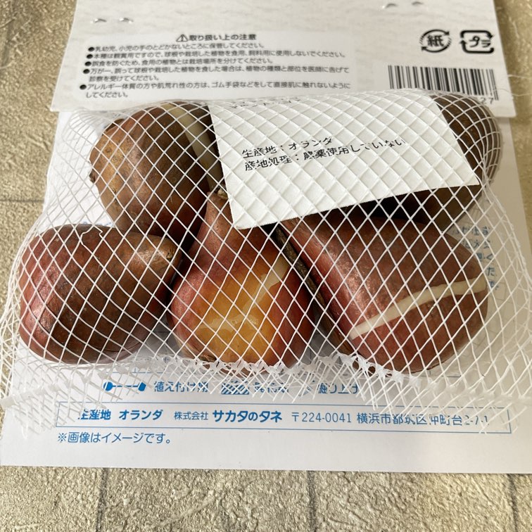 【球根】チューリップ デュエットミックス  フォックストロット＆マウントタコマ
