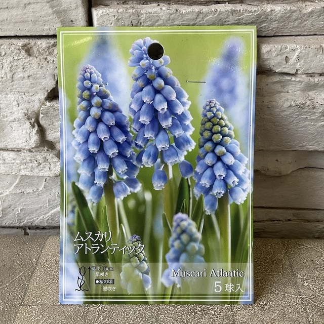 6月発送ご希望 ムスカリ球根 6月発送ご希望 ムスカリ球根