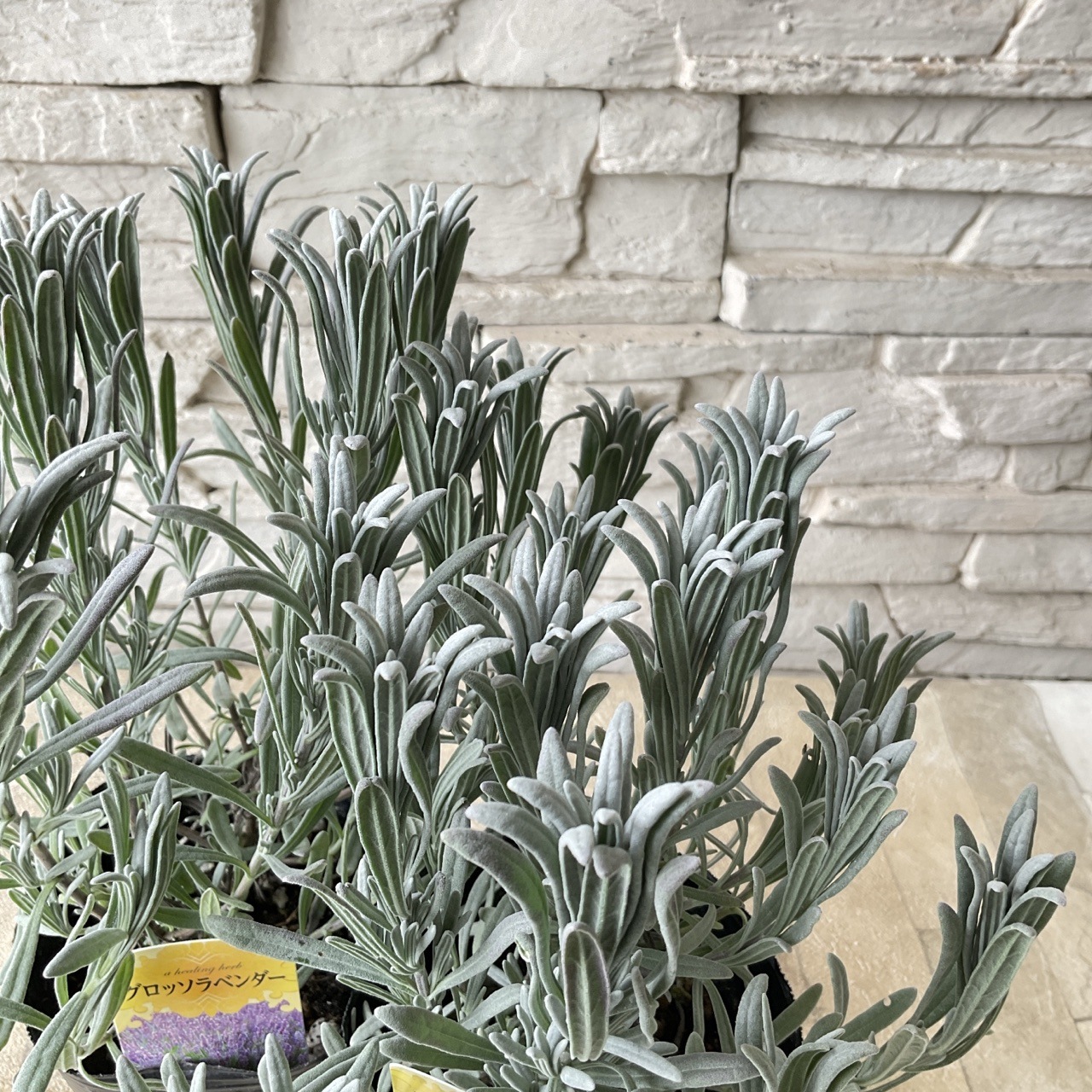ラベンダーグロッソ ご予約 200～210本 ラベンダー グロッソ 4寸ポット
