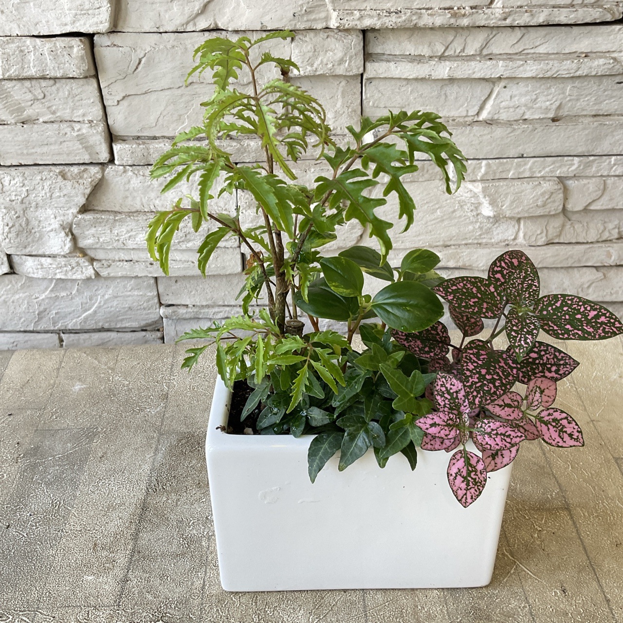 観葉植物】観葉の寄せ植え 陶器角鉢 | 観葉植物 | 橋本種苗園