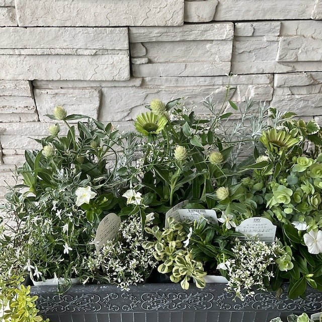 自分で作る寄せ植え苗セット】夏の爽やかホワイト×グリーン寄せ植え