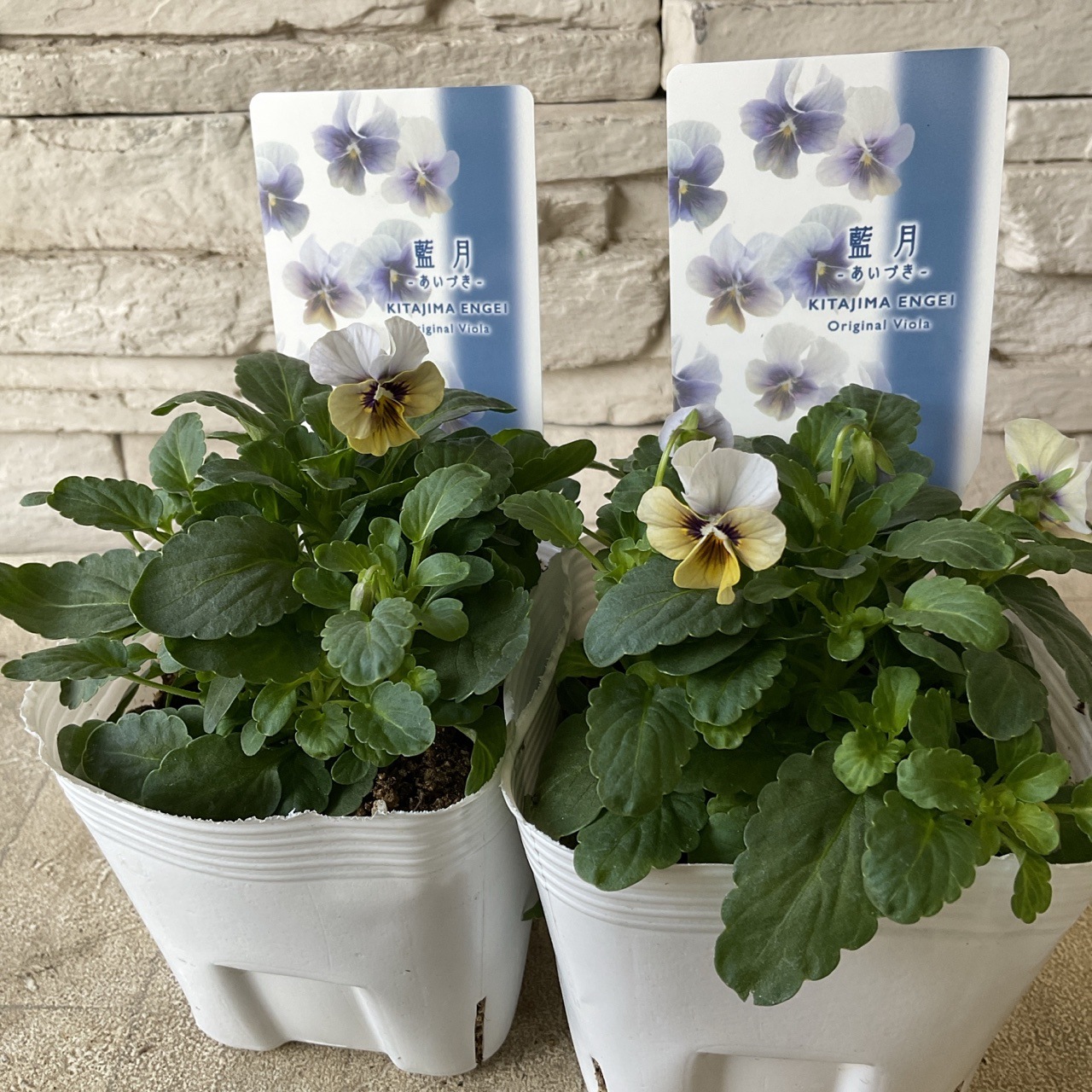 ビオラ 藍月 3.5寸ポット | 鉢花・花苗 | 橋本種苗園オンラインストア