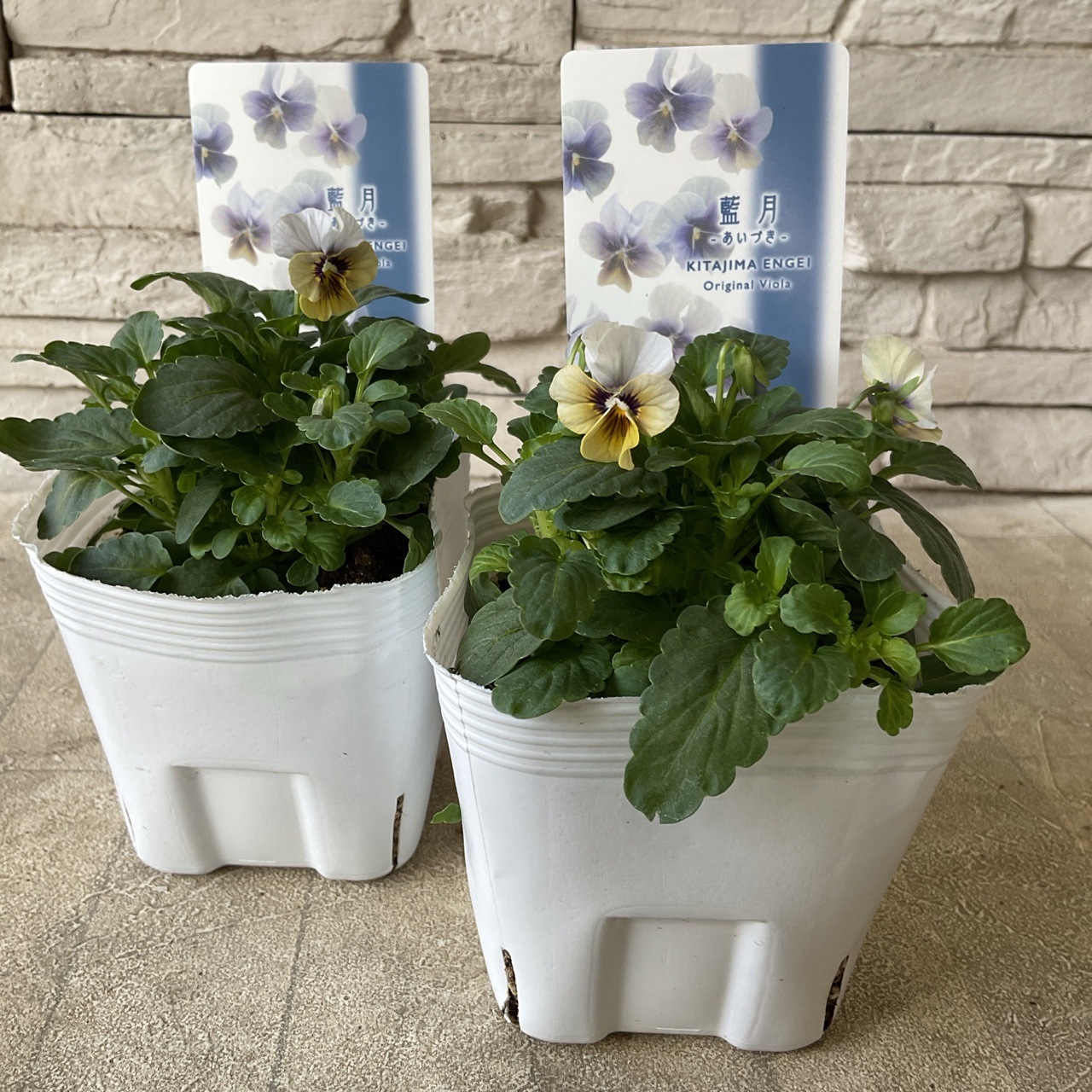 ビオラ 藍月 3.5寸ポット | 鉢花・花苗 | 橋本種苗園オンラインストア