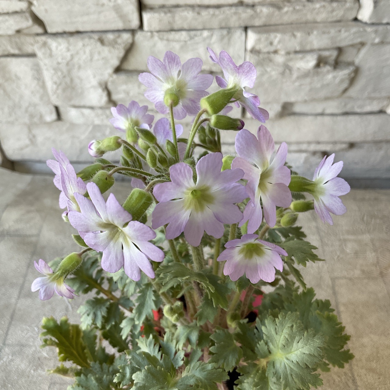 雲南桜草 3寸ポット | 鉢花・花苗 | 橋本種苗園オンラインストア