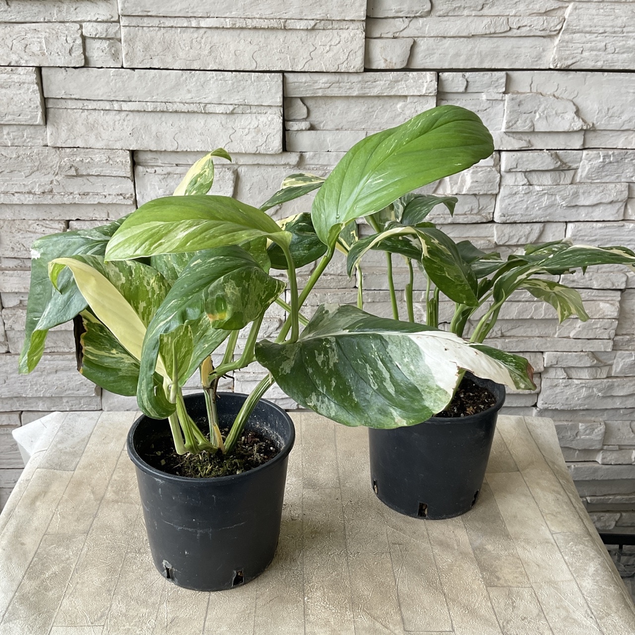 観葉植物】モンステラ レクレリアナ バリエガタ 5寸鉢 | 観葉植物