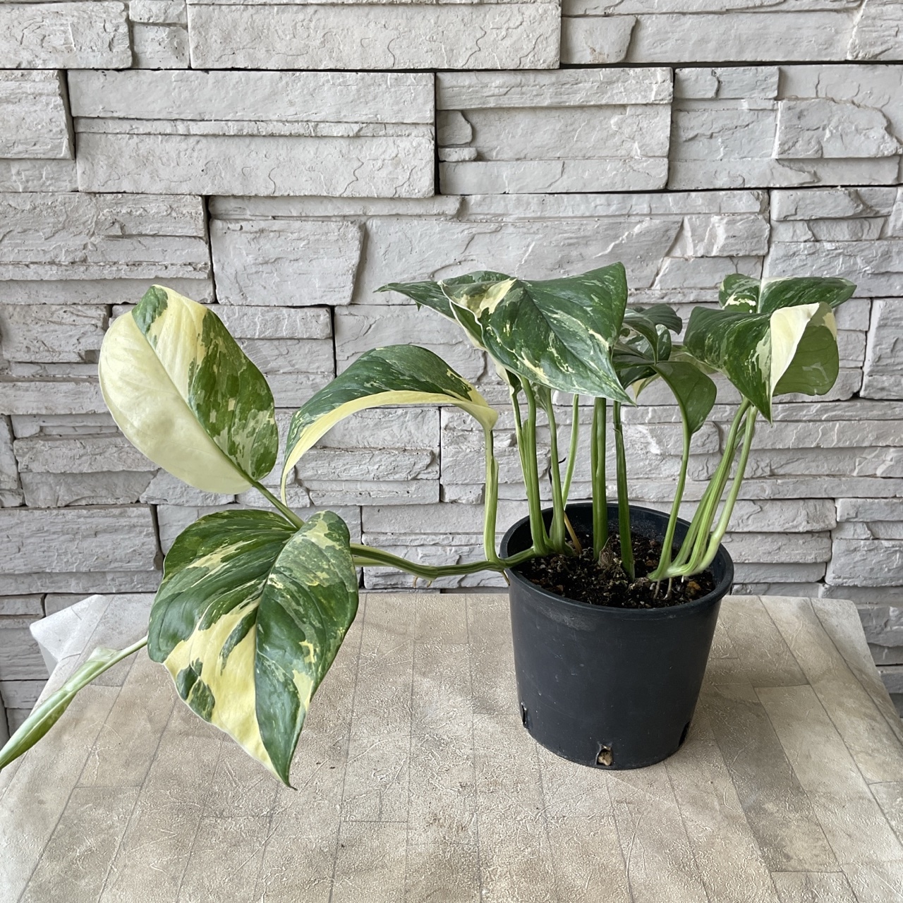 【現品・鉢まま出荷】希少　モンステラ　レクリアナ　バリエガータ① 現品・鉢まま出荷】希少 モンステラ レクレリアナ バリエガータ④