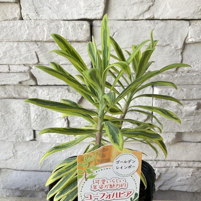 ユーフォルビア 選べる6種 | 鉢花・花苗 | 橋本種苗園オンラインストア