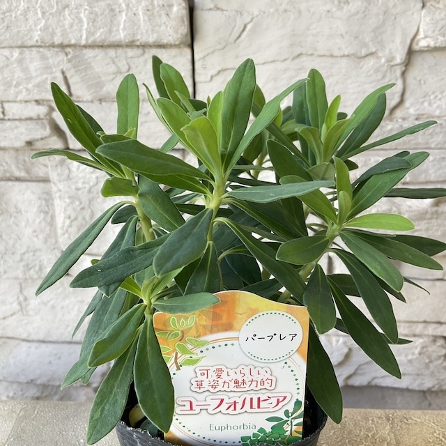 ユーフォルビア 選べる6種 | 鉢花・花苗 | 橋本種苗園オンラインストア