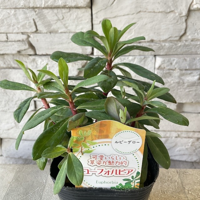 ユーフォルビア 選べる6種 | 鉢花・花苗 | 橋本種苗園オンラインストア