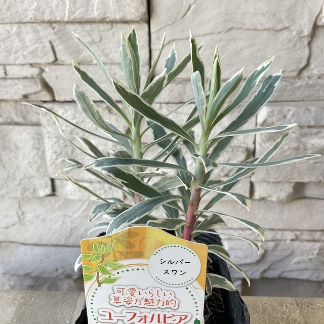 ユーフォルビア 選べる6種 | 鉢花・花苗 | 橋本種苗園オンラインストア