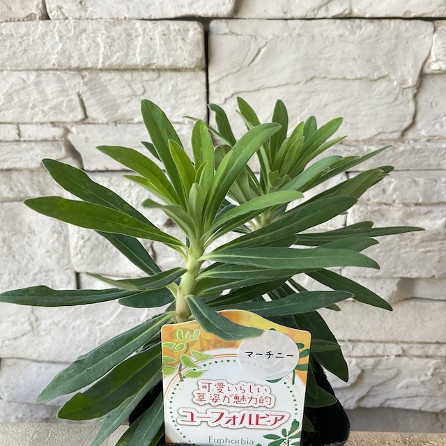 ユーフォルビア 選べる6種 | 鉢花・花苗 | 橋本種苗園オンラインストア