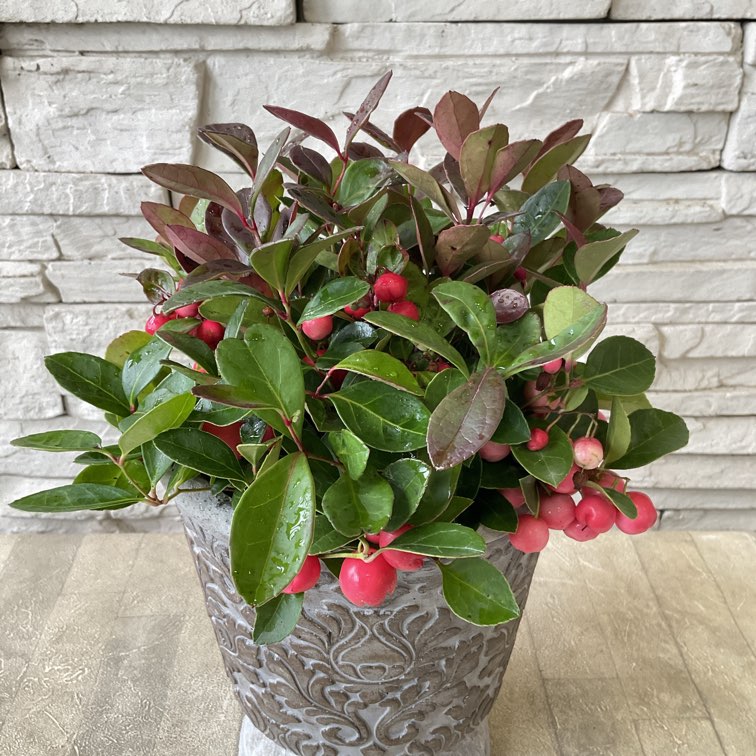 チェッカーベリー 陶器鉢植え | 鉢花・花苗 | 橋本種苗園オンラインストア