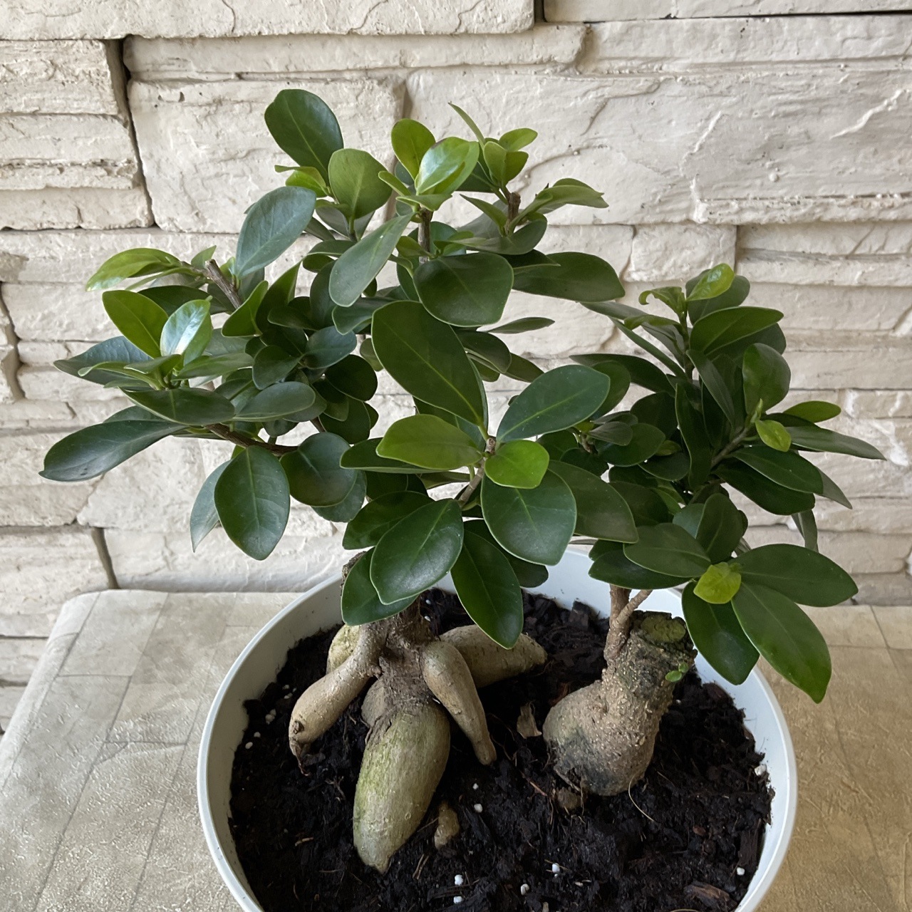 ガジュマル 観葉植物】ガジュマル 7寸鉢 | 観葉植物 | 橋本種苗園オンラインストア