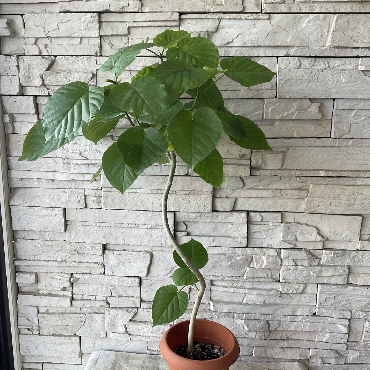 送料無料】【観葉植物】フィカス ウンベラータ 7寸鉢 | 観葉植物