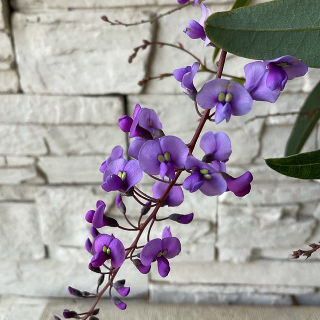 ハーデンベルギア パープル 5寸鉢 | 鉢花・花苗 | 橋本種苗園
