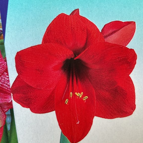 スーパージャンボアマリリス 5寸鉢 赤系 | 鉢花・花苗 | 橋本種苗園