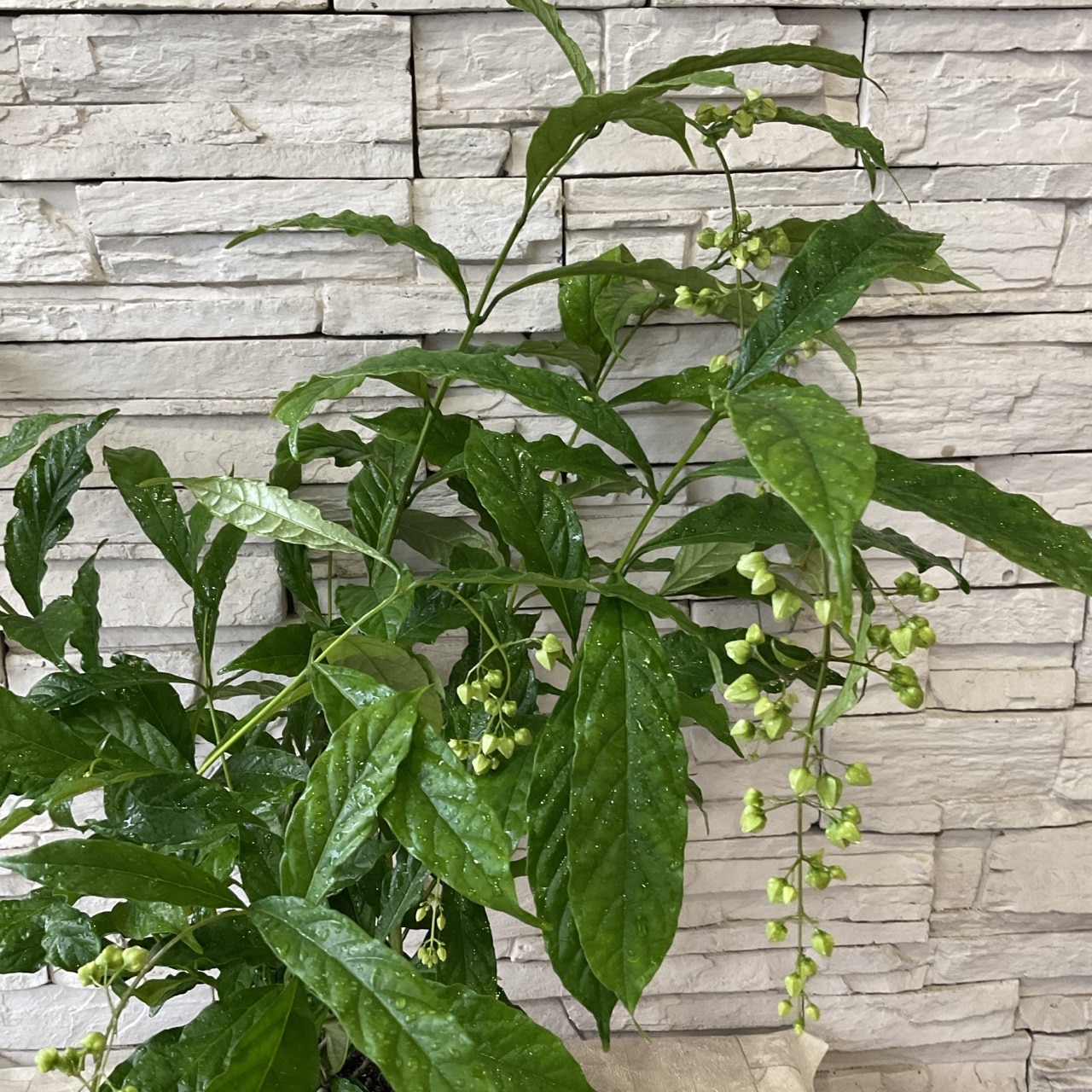 norichan　B&D グリーンアイズ/A&Bクラリンドウ　挿し木苗 norichan B&D グリーンアイズ/A&Bクラリンドウ 挿し木苗 norichan B&D