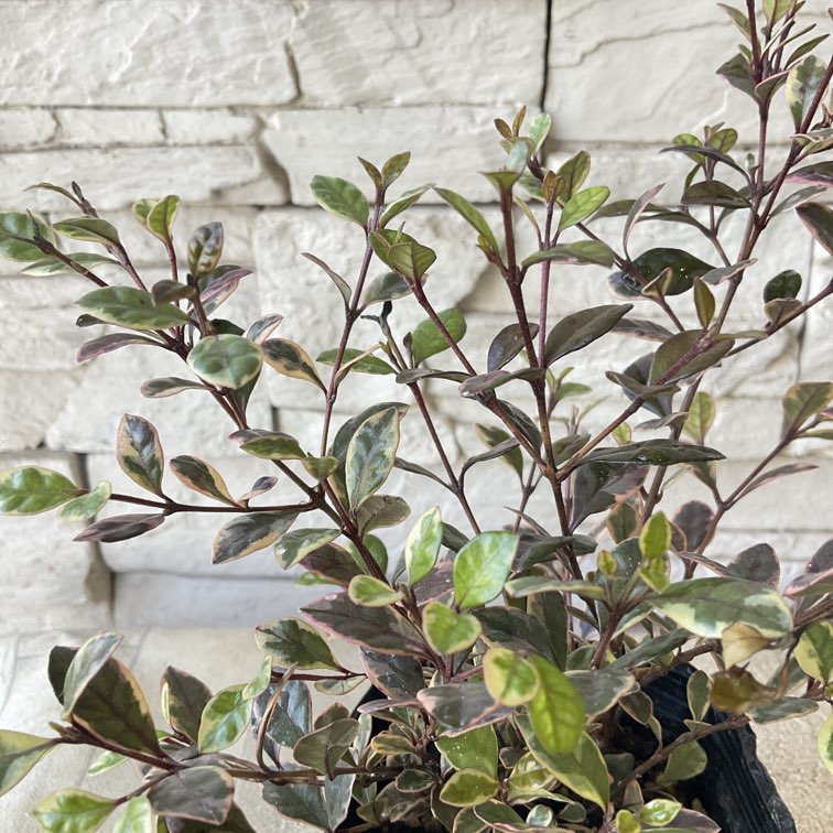 ロフォミルタス　マジックドラゴン　3寸ポット