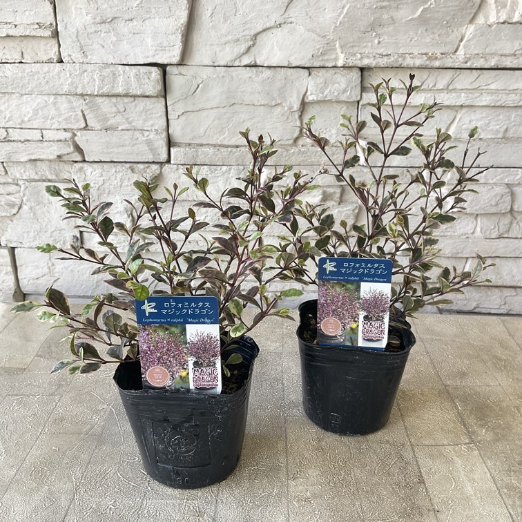 ロフォミルタス　マジックドラゴン　3寸ポット