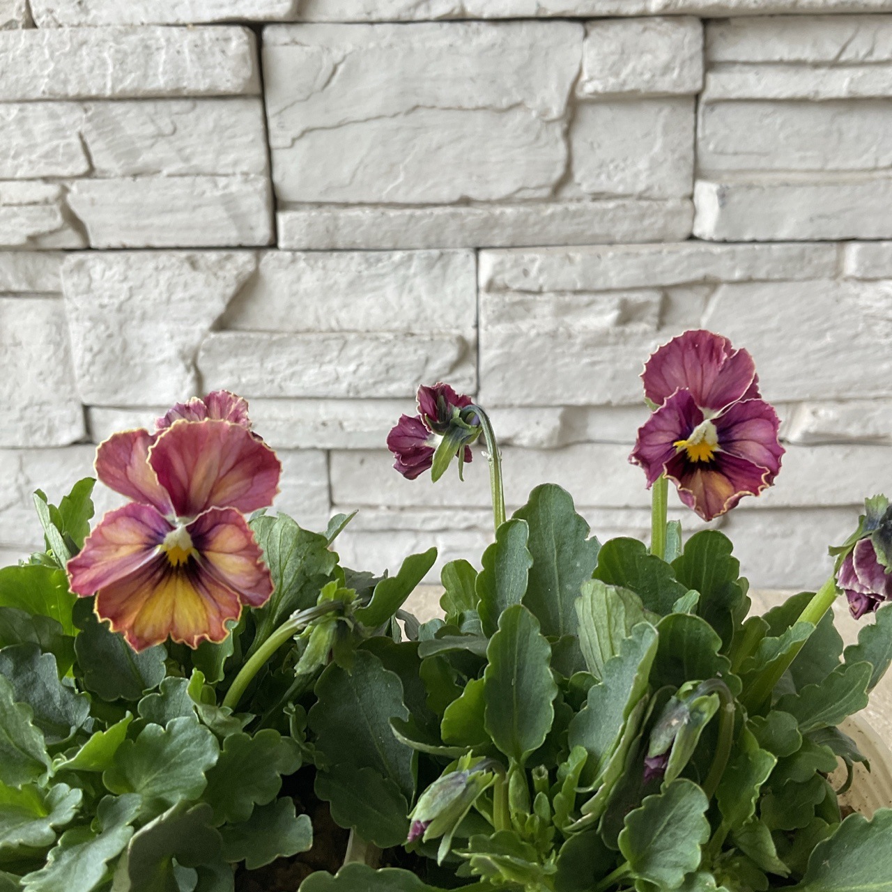 RYUさま　Ｒ10♥希少♥ときめきビオラ♥シネマティックベイン ♥パンジービオラ 園芸ネット本店｜【お1人様3ポットまで】ビオラ：ときめきビオラ