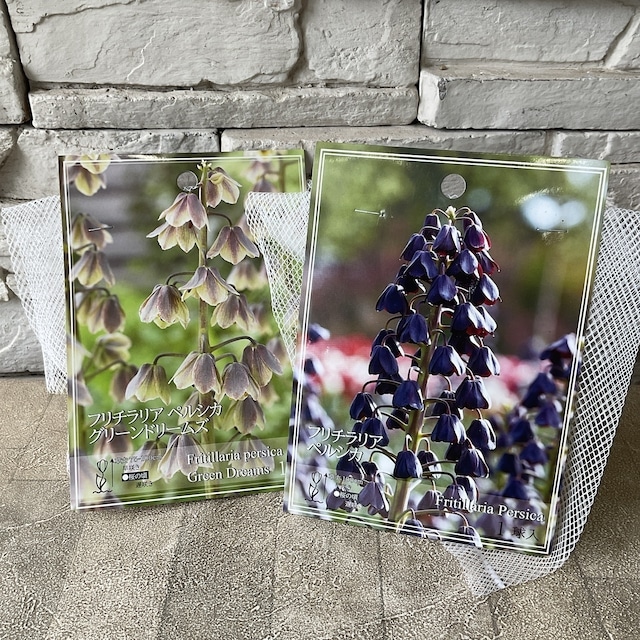 asakombu トリトマ苗 シラーブルーアロー 球根 フリチラリア球根 asakombu トリトマ苗 シラーブルーアロー 球根 フリチラリア球根