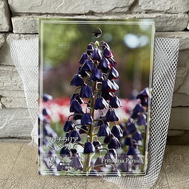 asakombu トリトマ苗 シラーブルーアロー 球根 フリチラリア球根 asakombu様専用 トリトマ苗 シラーブルーアロー 球根