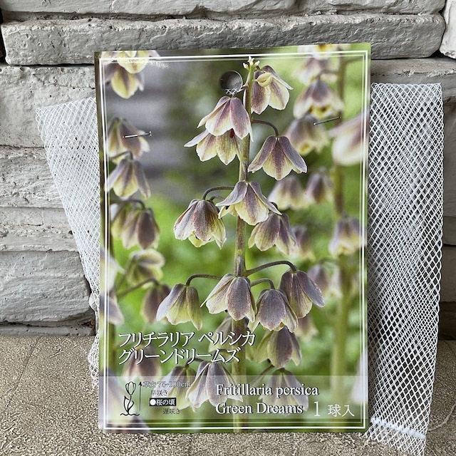 たぬきち様　フリチラリアペルシカ２球　ネプスキアヌム2球　カラタビエンセ2球 たぬきち様 フリチラリアペルシカ2球 ネプスキアヌム2球