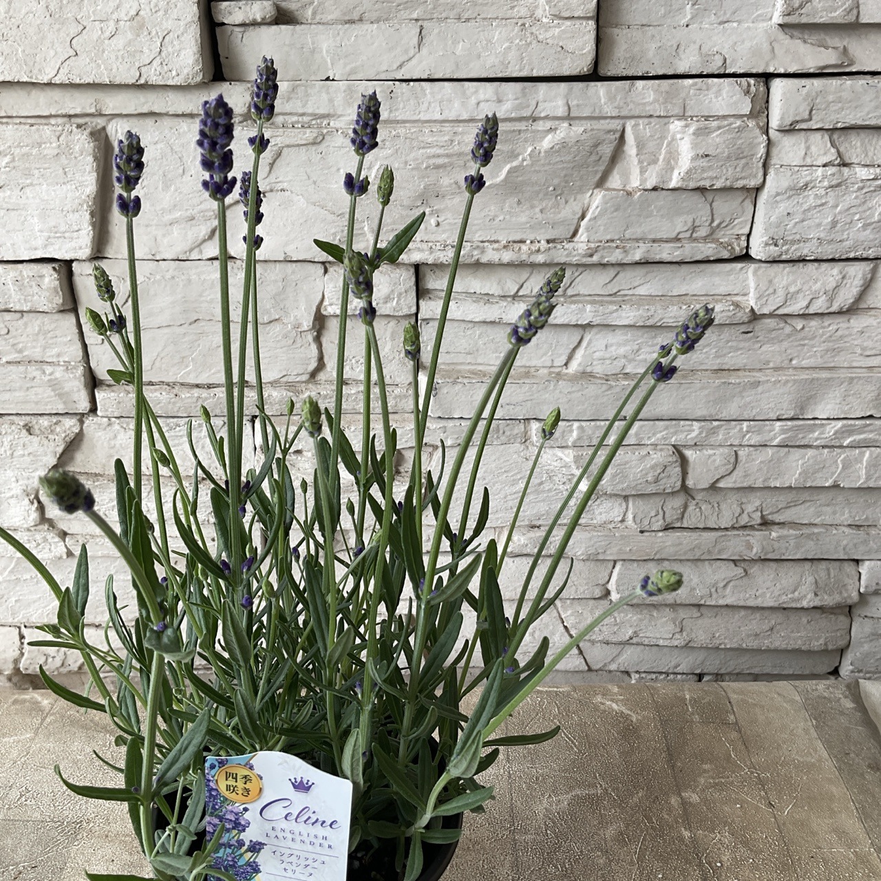 イングリッシュラベンダー セリーヌ 4寸ポット | 鉢花・花苗 | 橋本