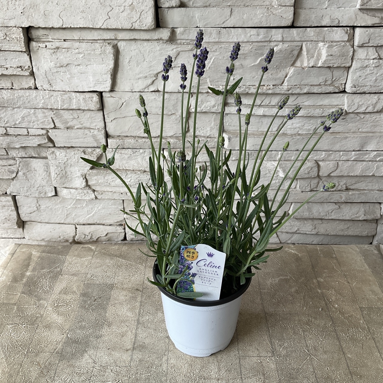 イングリッシュラベンダー セリーヌ 4寸ポット | 鉢花・花苗 | 橋本