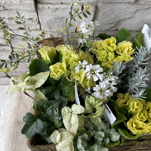 【バラ咲きジュリアンを使ったお洒落な寄せ植え　花苗セット 選べる3色】
