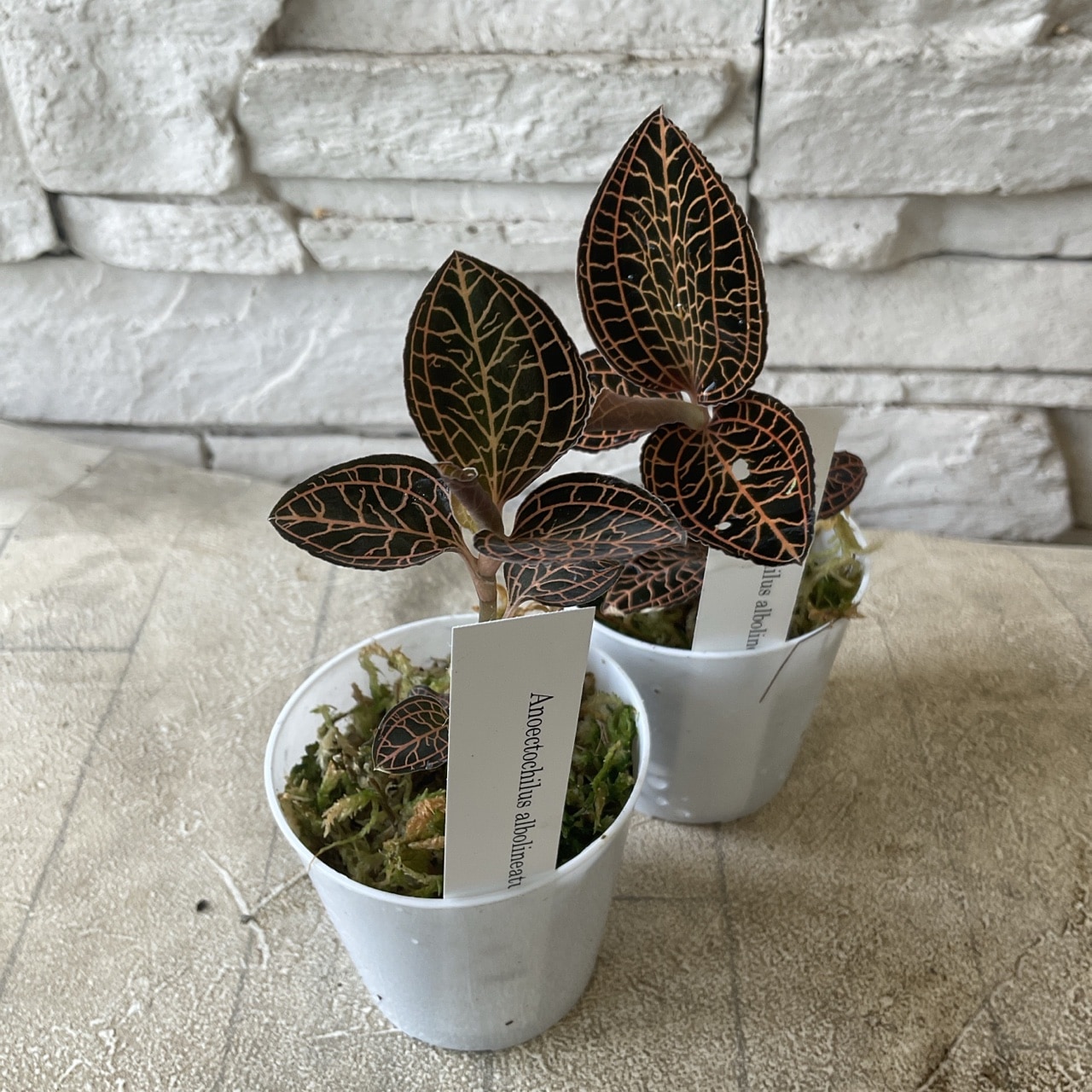 ジュエルオーキッド 選べる♪2色 | 鉢花・花苗 | 橋本種苗園オンライン