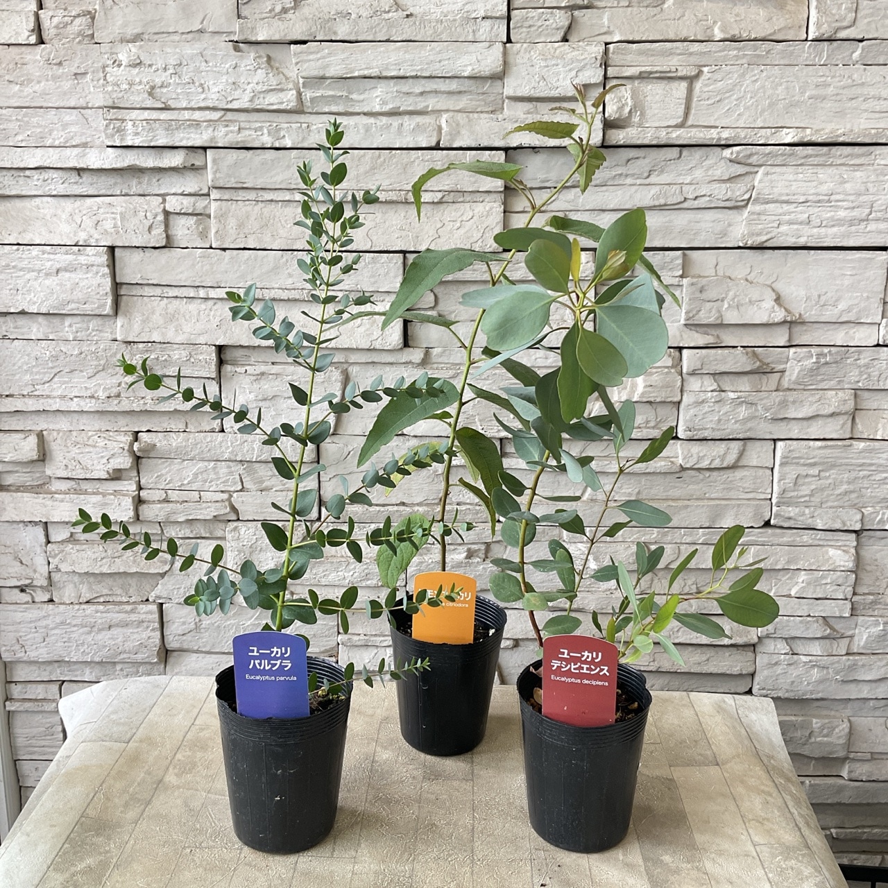 ユーカリ ニコル 大型の苗です