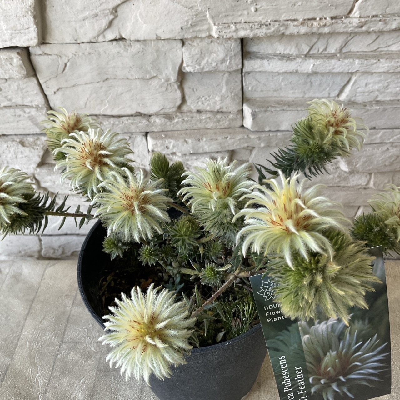 フィリカ プベッセンス 株サイズS 5寸鉢 | 鉢花・花苗 | 橋本種苗園