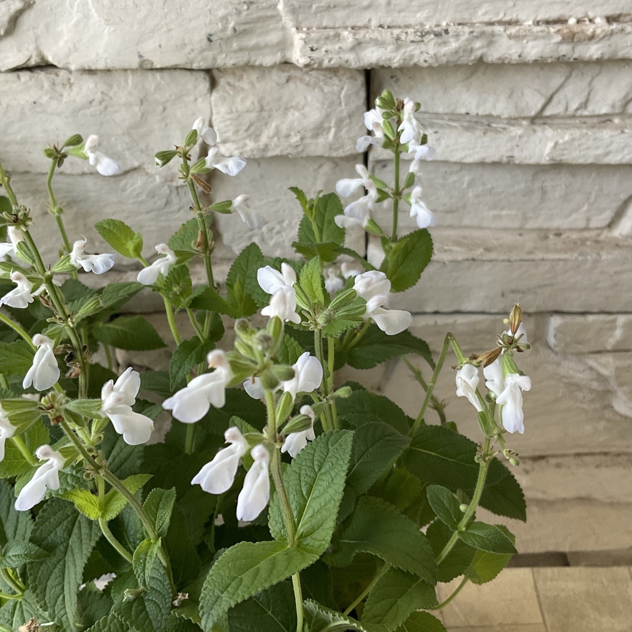 サルビア ドゥリフォリア 3.5寸ポット | 鉢花・花苗 | 橋本種苗園