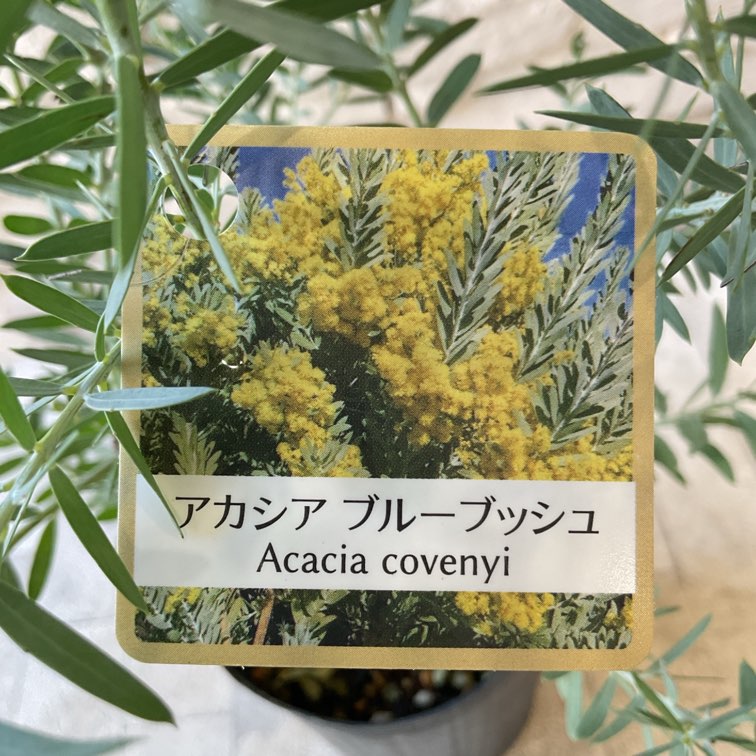 花芽付き♡アカシア　ブルーブッシュ　テラコッタ鉢植え　苗　苗木　ミモザ 花芽付き アカシア ブルーブッシュ テラコッタ鉢植え 苗