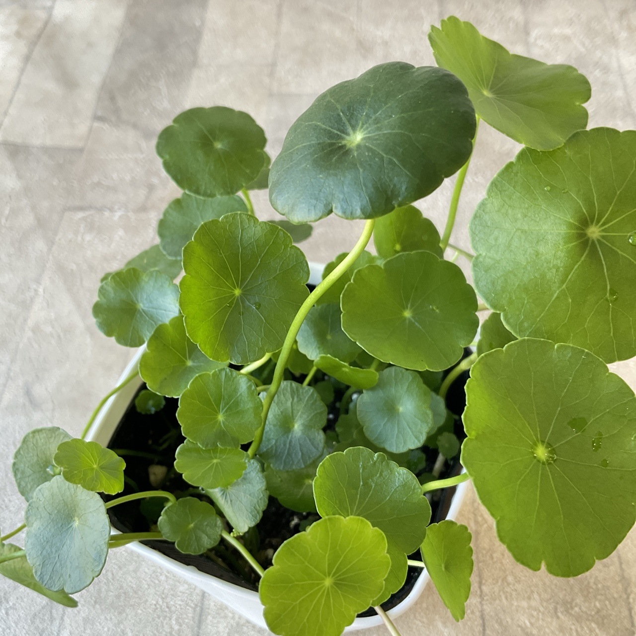 ウォーターマッシュルーム 3寸ポット | 鉢花・花苗 | 橋本種苗園
