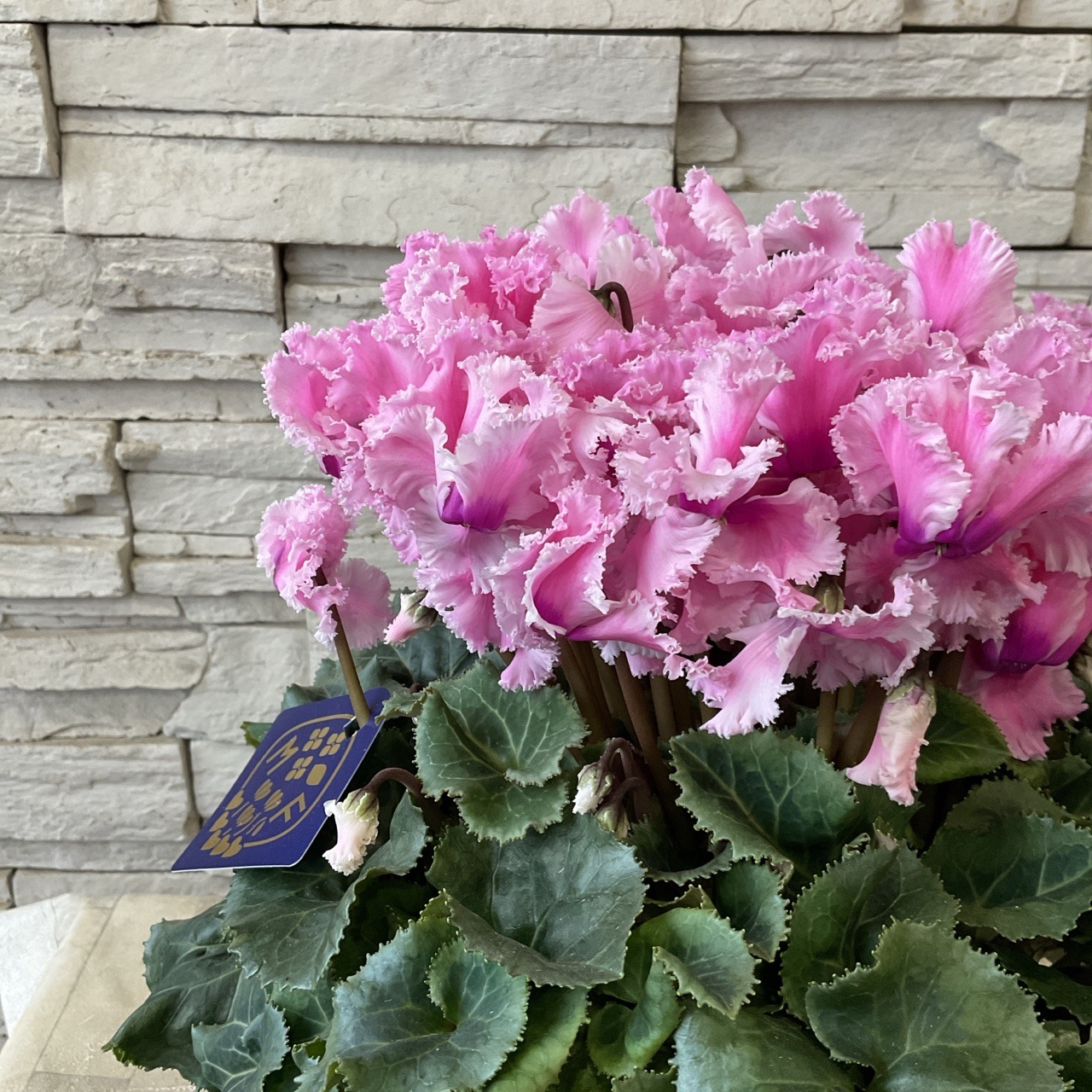 送料無料】シクラメン フリンジピンク 6寸鉢 | 鉢花・花苗 | 橋本種苗