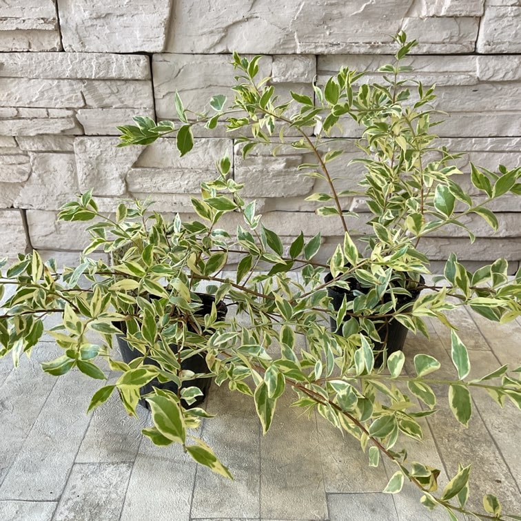 斑入りギンバイカ 3号ポット | すべての商品 | 橋本種苗園オンラインストア