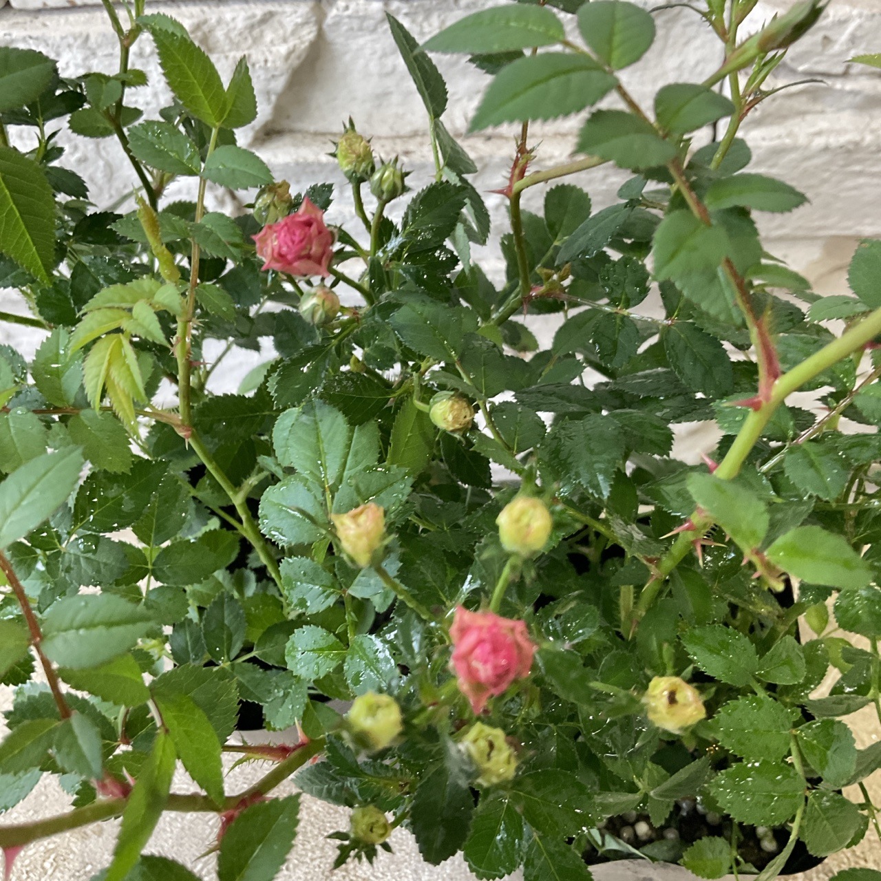 ミニバラ ミサキ 3寸ポット | 鉢花・花苗 | 橋本種苗園オンラインストア