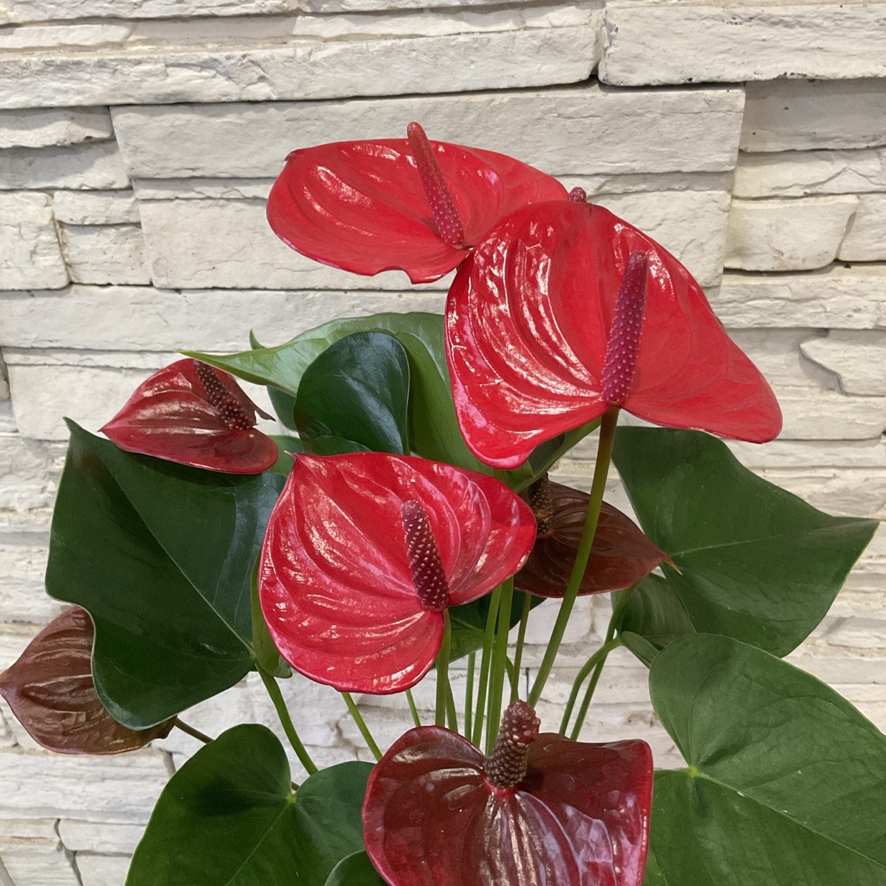 アンスリウム リトマ 6寸鉢 | 観葉植物 | 橋本種苗園オンラインストア