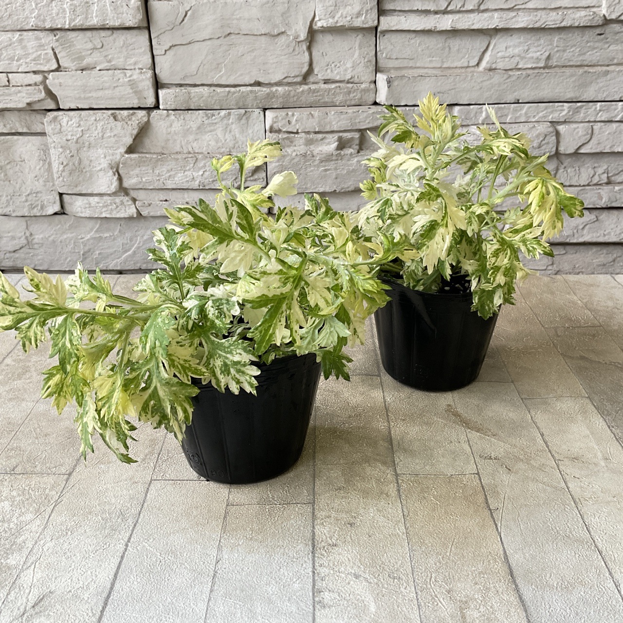 販売停止斑入り ヨモギ ポット苗 蓬 山野草 楽天市場】【単品 / 3個セット】斑入りヨモギアルテミシア ブルガリス3