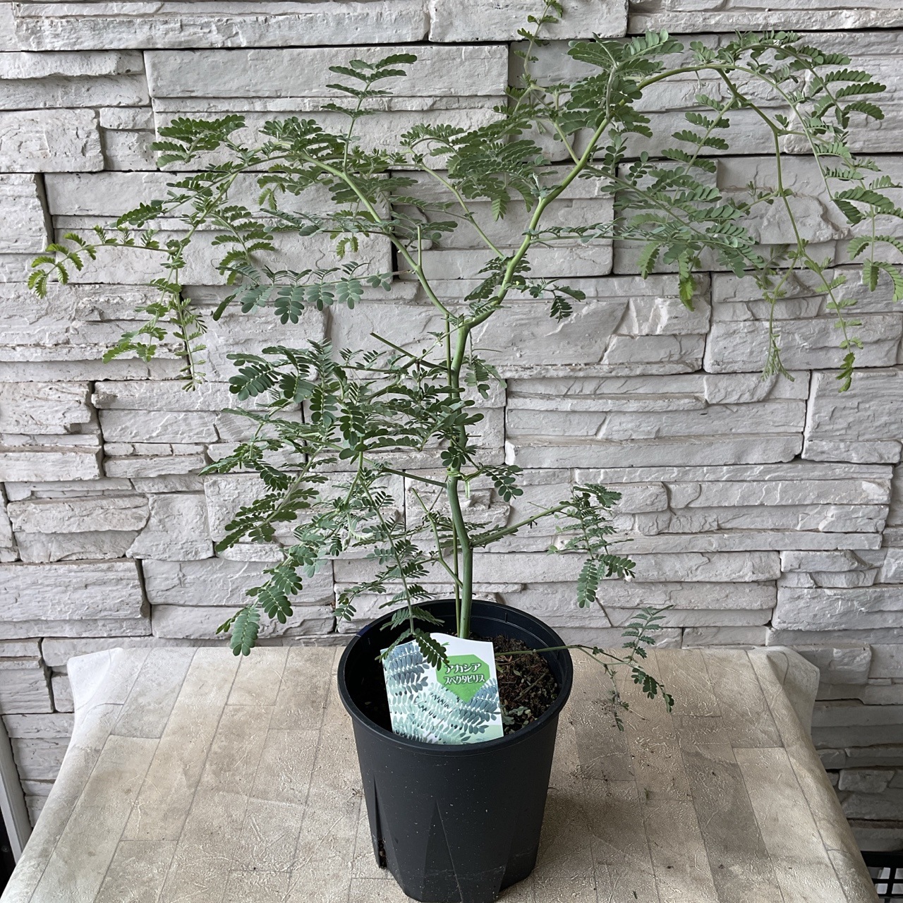 アカシア 選べる6品種 | 鉢花・花苗 | 橋本種苗園オンラインストア