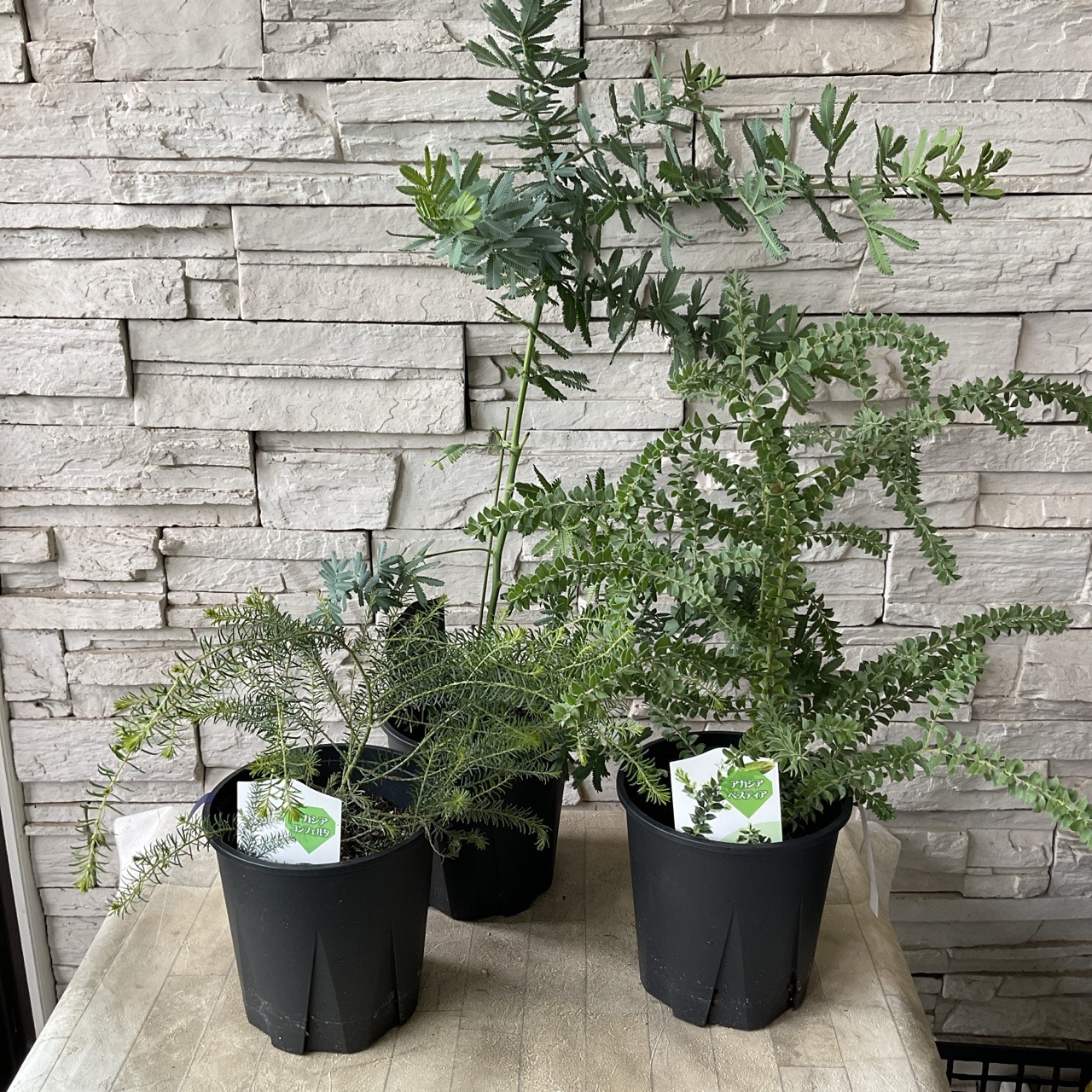 アカシア 選べる6品種 | 鉢花・花苗 | 橋本種苗園オンラインストア