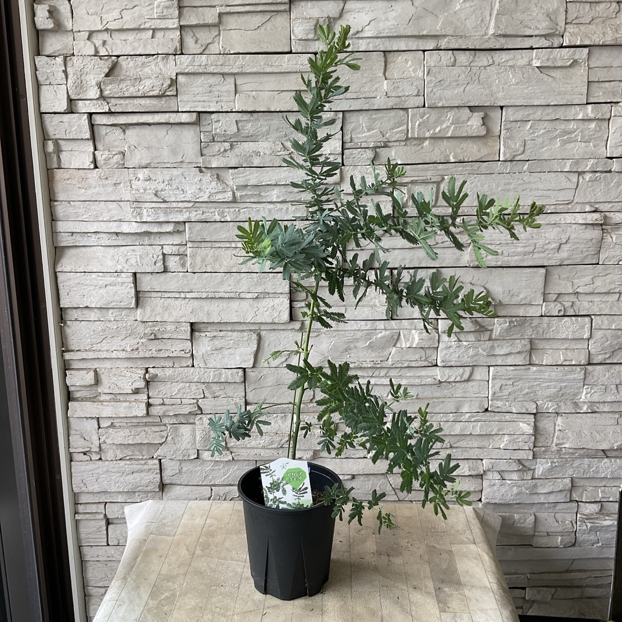 確認▶◀*.゜♡アカシア15cm アカシア 選べる6品種 | 鉢花・花苗 | 橋本種苗園オンラインストア