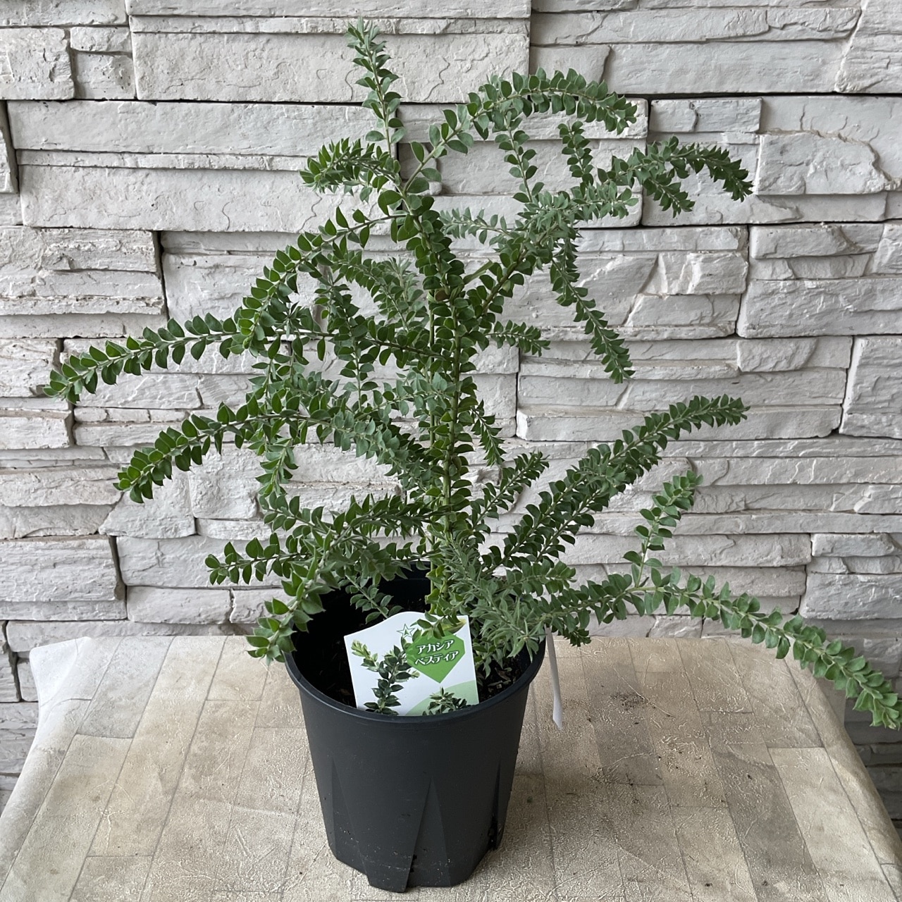 アカシア 選べる6品種 | 鉢花・花苗 | 橋本種苗園オンラインストア