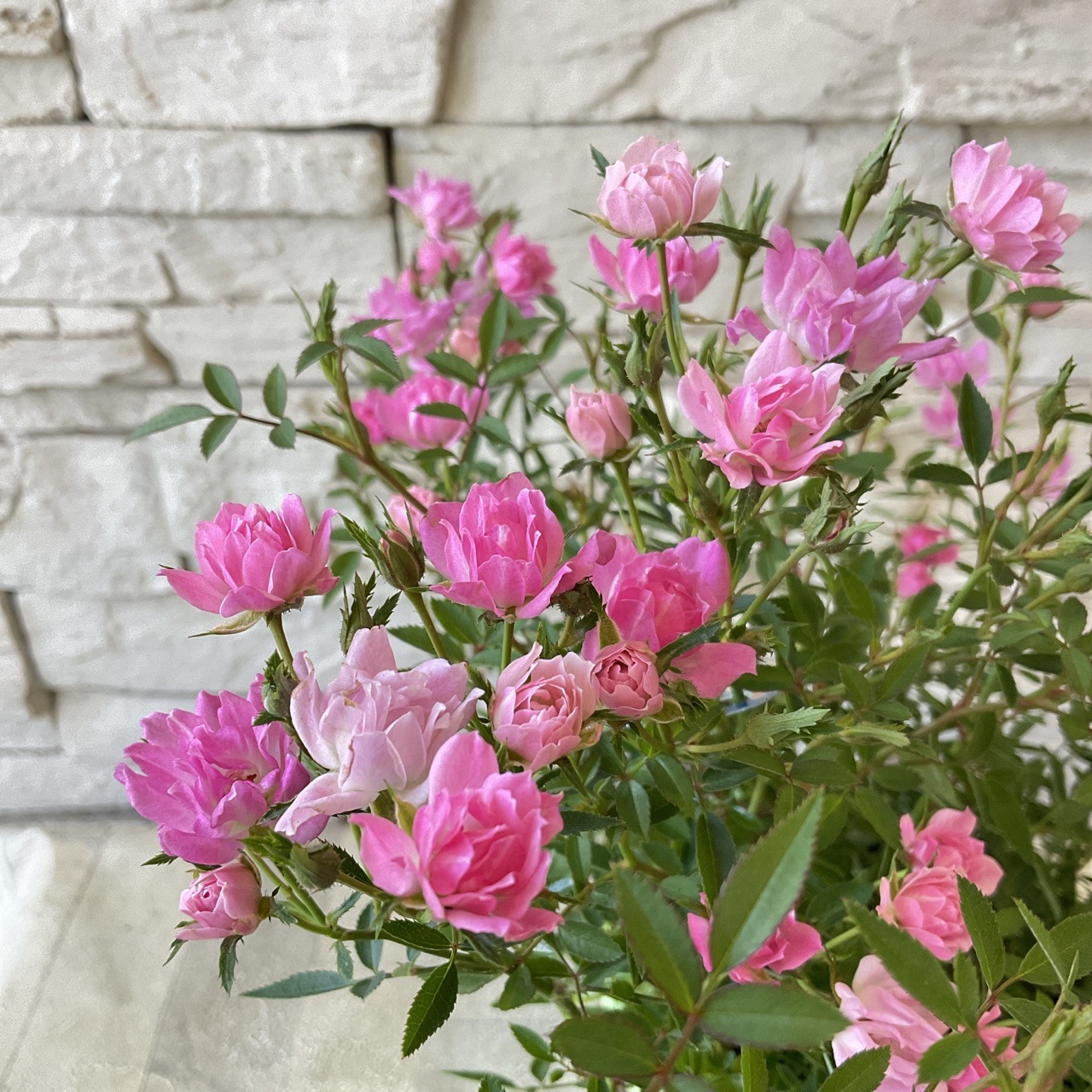 ミニバラ ほほえみ 4寸鉢 | 鉢花・花苗 | 橋本種苗園オンラインストア