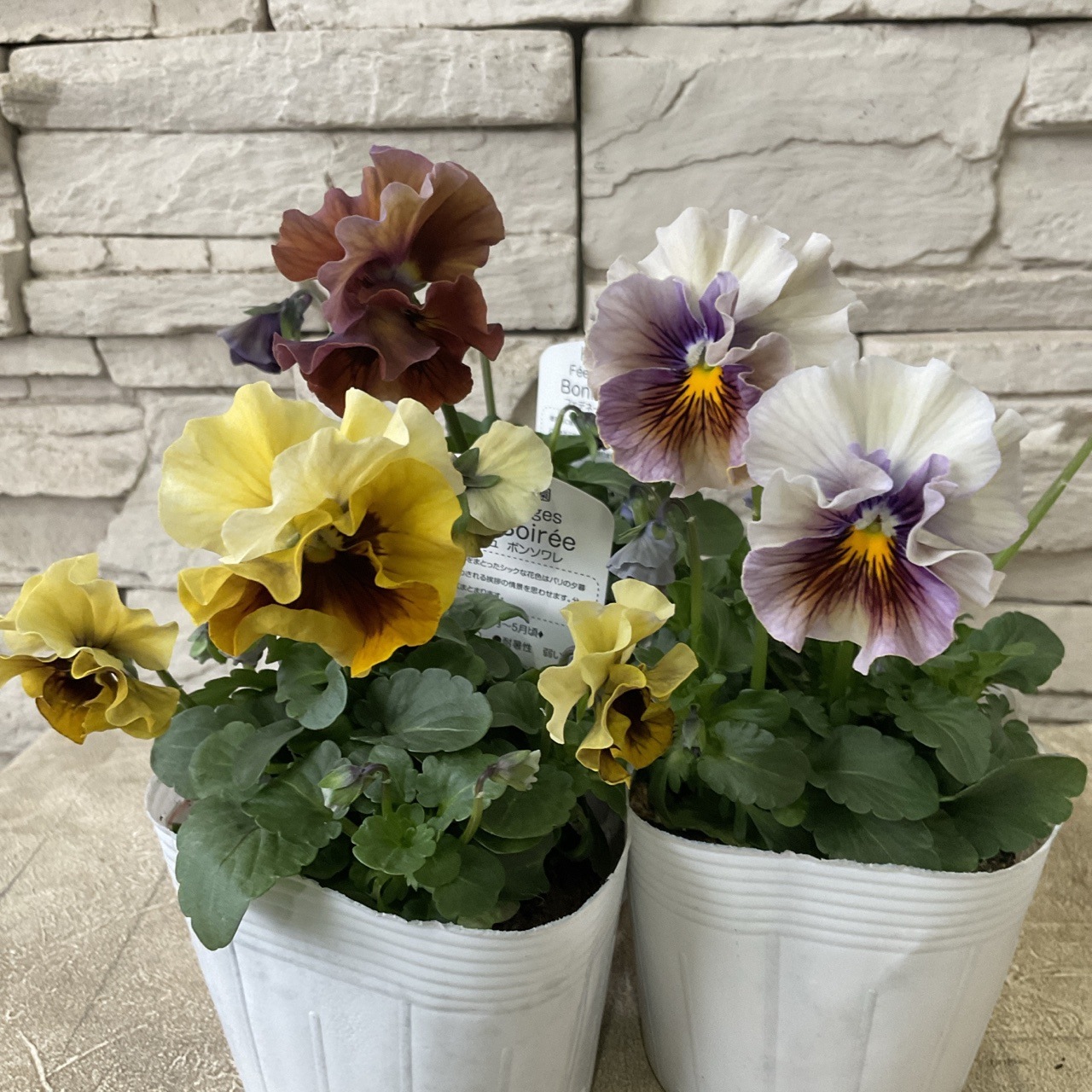 パンジー フェデネージュ 3.5寸ポット | 鉢花・花苗 | 橋本種苗園