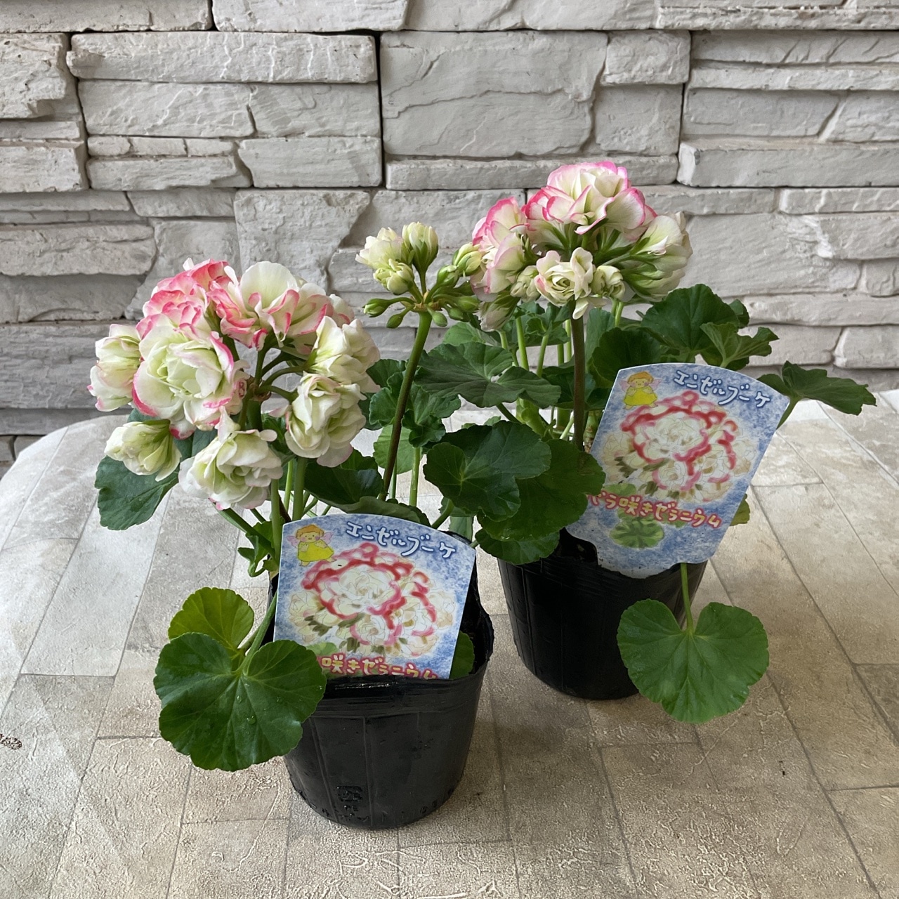 バラ咲きゼラニウム エンゼルブーケ 3.5寸ポット | 鉢花・花苗 | 橋本