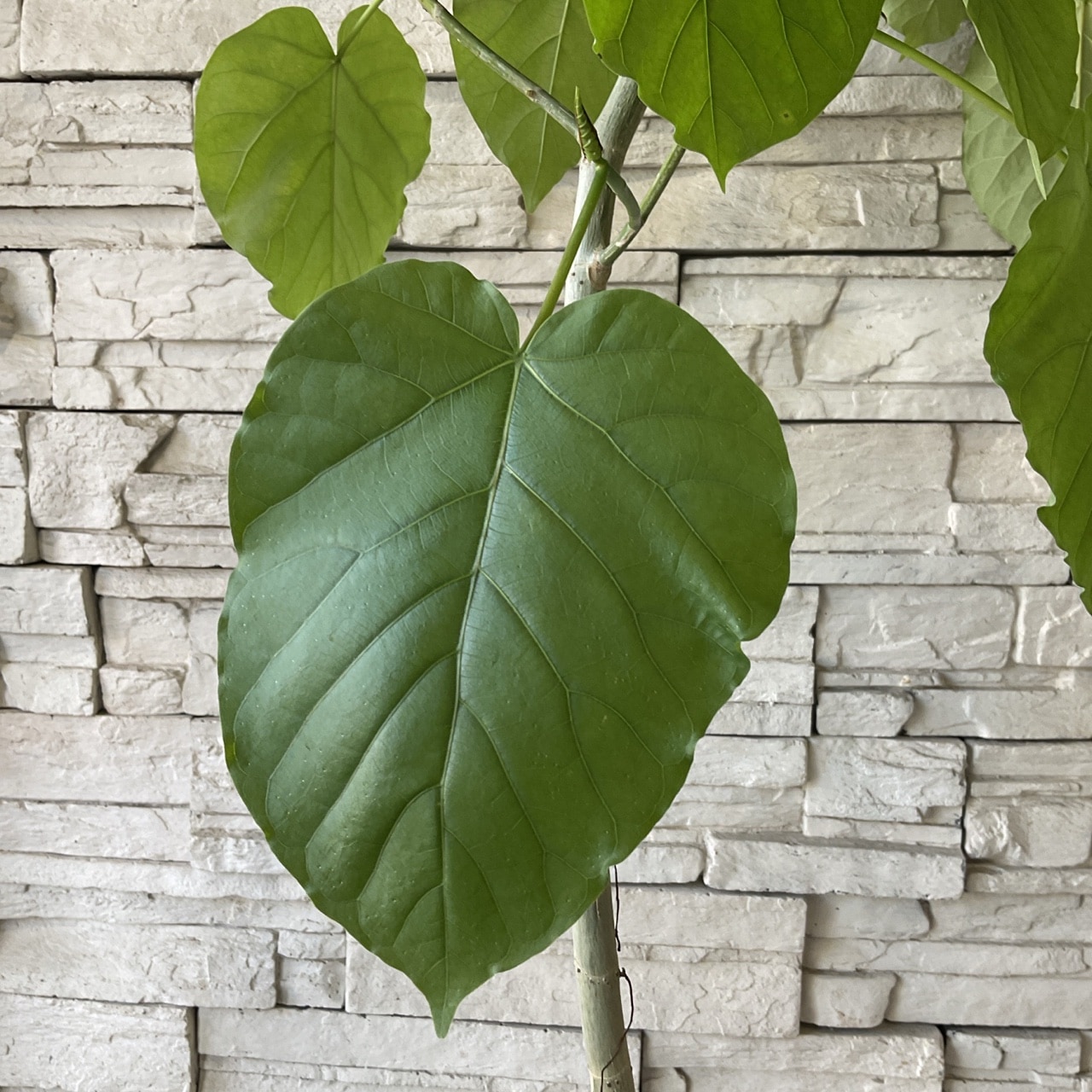 観葉植物　ウンベラータ ds588652_01.jpg