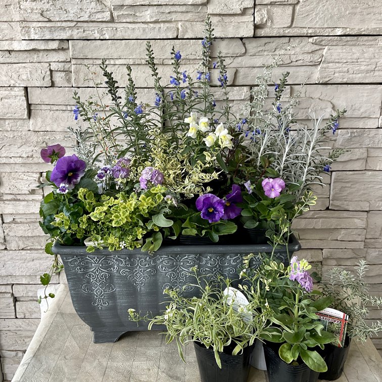 自分で作る寄せ植えセット】パープルシルバーのクールな寄せ植え | 鉢
